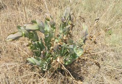 Gomphocarpus glaucophyllus