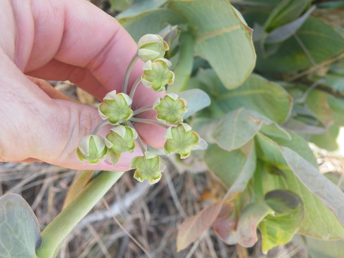 Image of Blue Milkweed (Gomphocarpus glaucophyllus) by (c) Antoinette Eyssell Knox, some rights reserved (CC BY-SA)