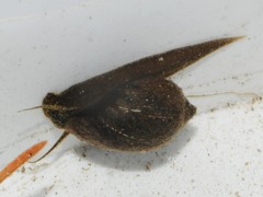 Physidae