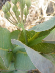 Gomphocarpus glaucophyllus