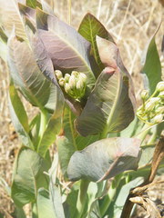 Gomphocarpus glaucophyllus