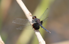 Erythrodiplax latimaculata