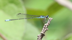 Acanthagrion