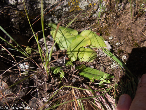 Ledebouria sandersonii
