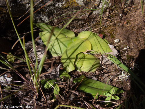 Ledebouria sandersonii