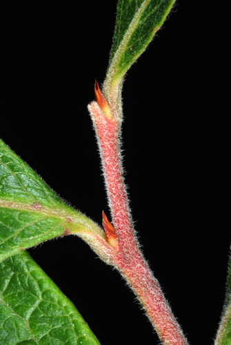 Highbush Blueberry