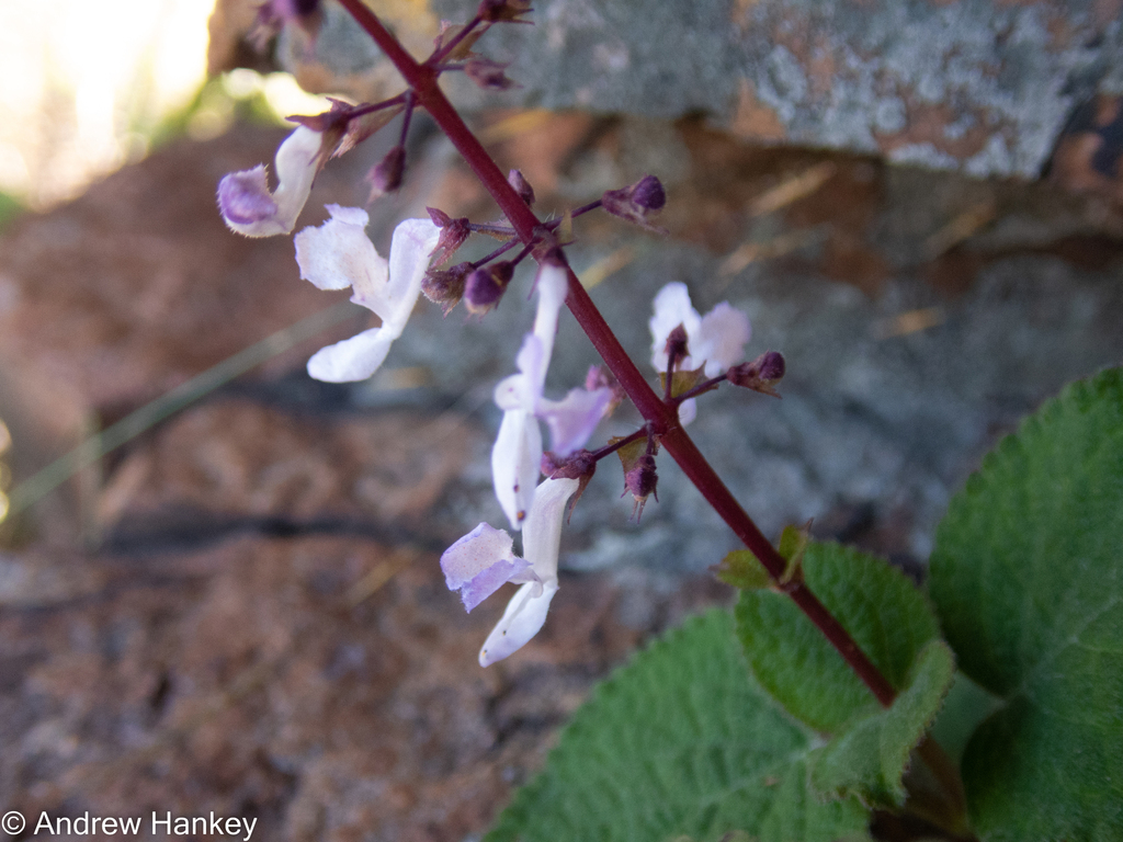 Plectranthus rubropunctatus