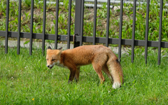 Vulpes vulpes schrencki