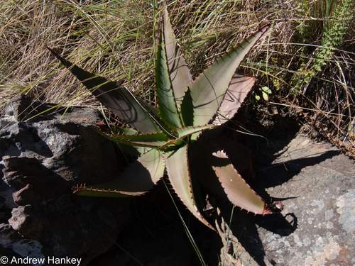 Aloe affinis (Aloe affinis)