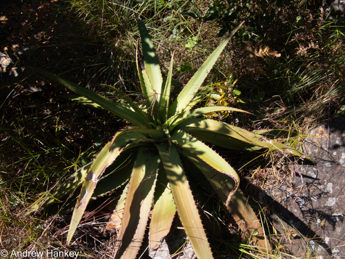 Aloe affinis (Aloe affinis)