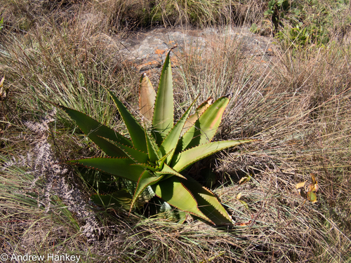 Aloe affinis (Aloe affinis)