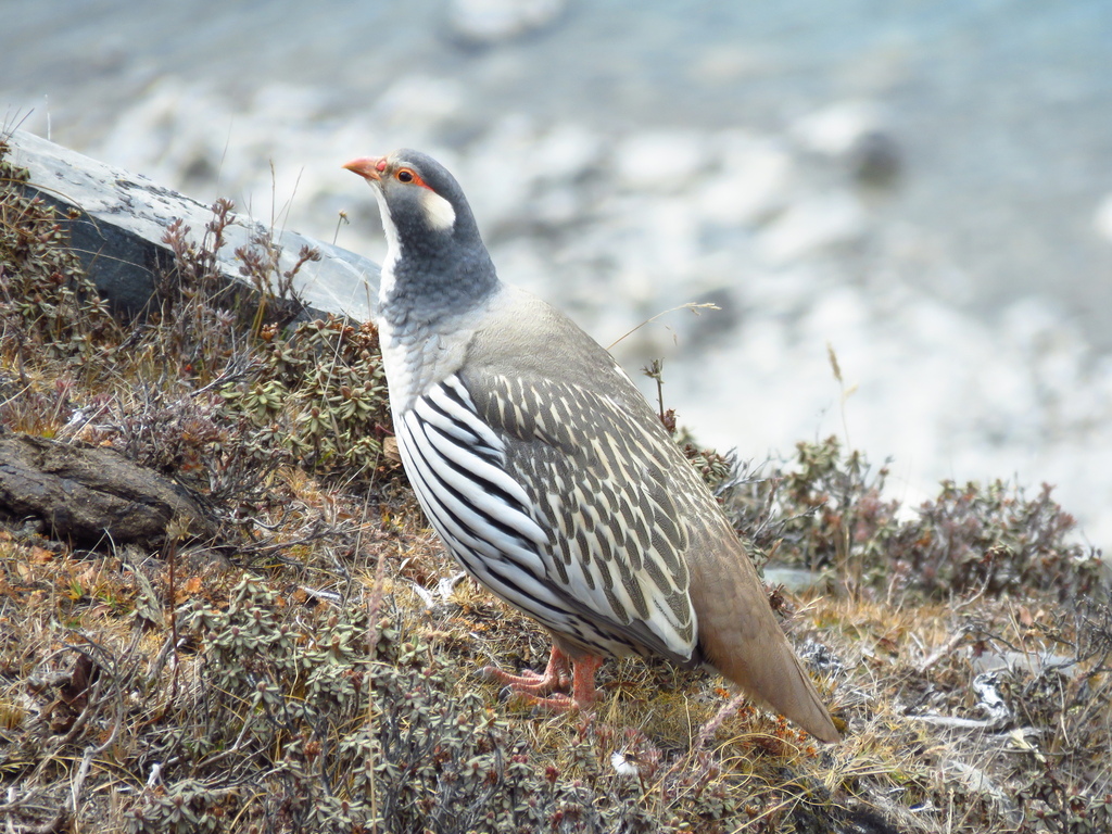 Tibetan Snowcock (Tetraogallus tibetanus) photo