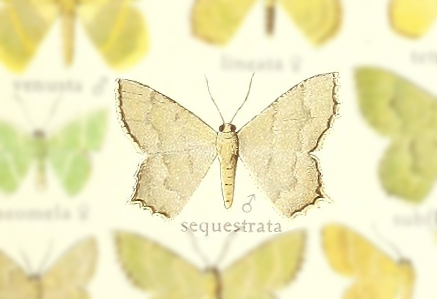 Hemithea sequestrata