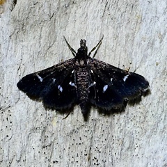 Diasemiodes nigralis