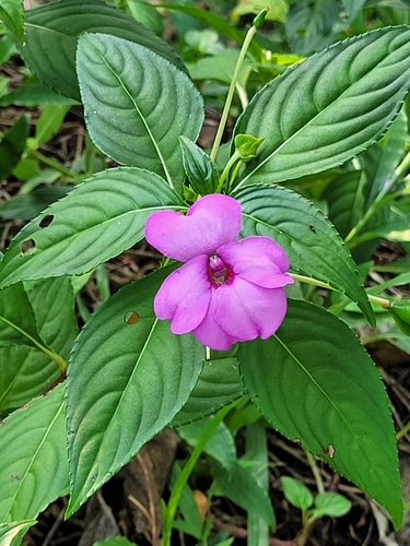 Impatiens flaccida