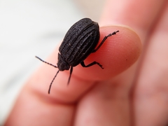 Galeruca sardoa