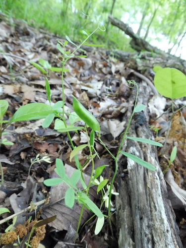 Image of Vicia minutiflora by no rights reserved