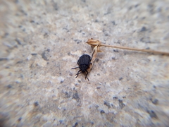 Galeruca sardoa
