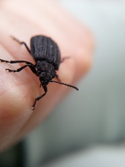 Galeruca sardoa
