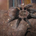 Costa Rican Red Tarantula - Photo (c) Tarantuland, some rights reserved (CC BY-NC)