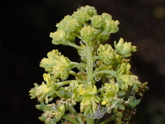 Reseda lancerotae image