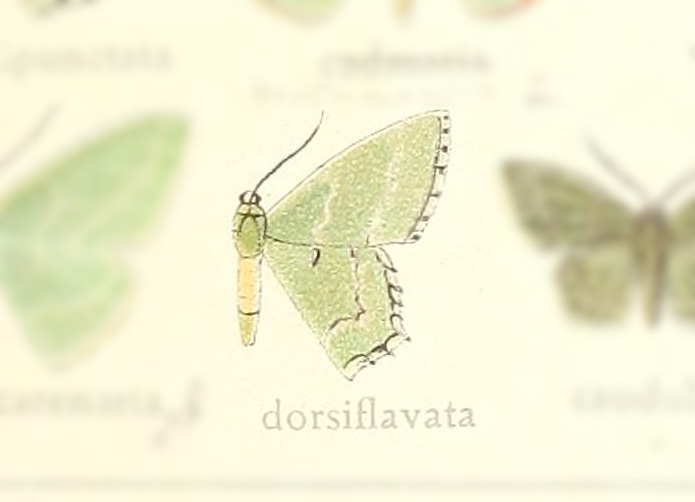 Hemithea dorsiflavata
