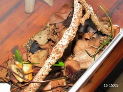 Rhodogastria similis