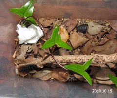 Rhodogastria similis