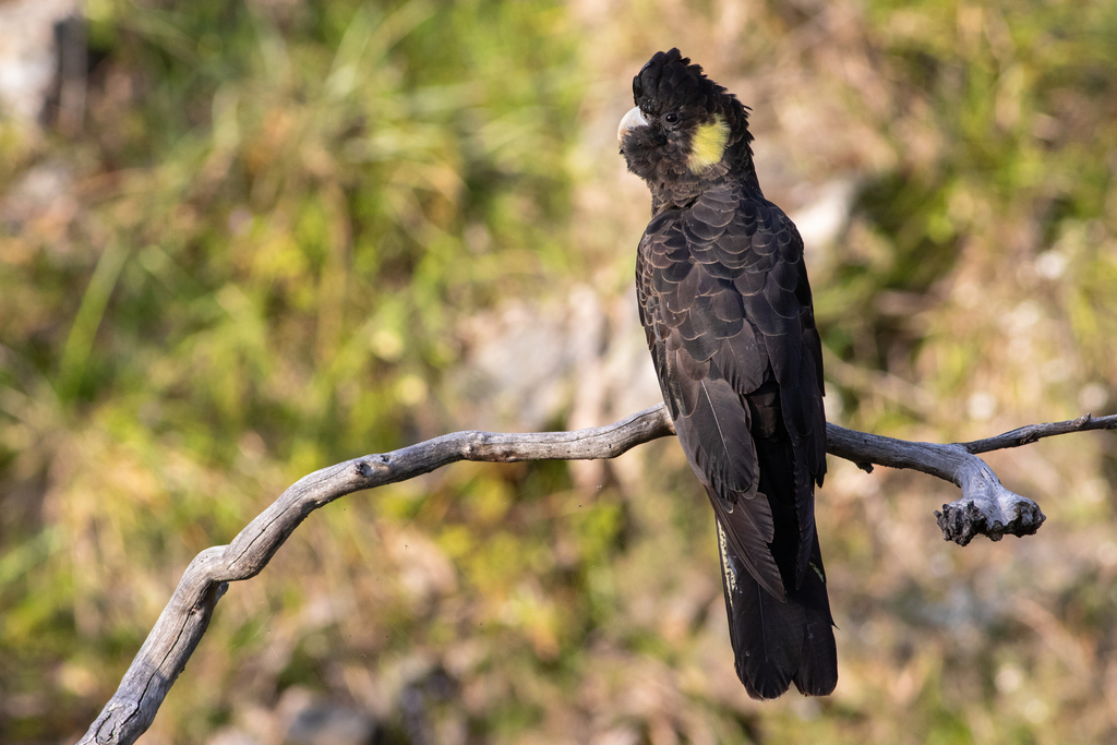 Yellow-tailed Black Cockatoo