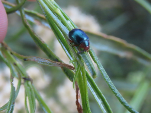 Phaedon semimarginatus