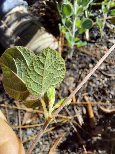 Image of Rhynchosia cinerea by (c) Athena Philips, some rights reserved (CC BY)