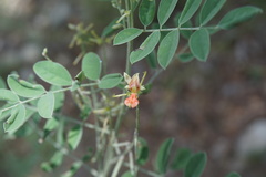 Indigofera lindheimeriana
