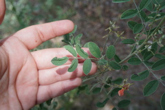 Indigofera lindheimeriana