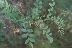 Indigofera lindheimeriana