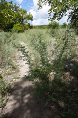 Indigofera lindheimeriana