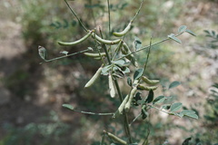 Indigofera lindheimeriana