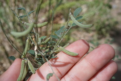 Indigofera lindheimeriana