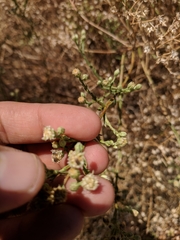 Baccharis brachyphylla