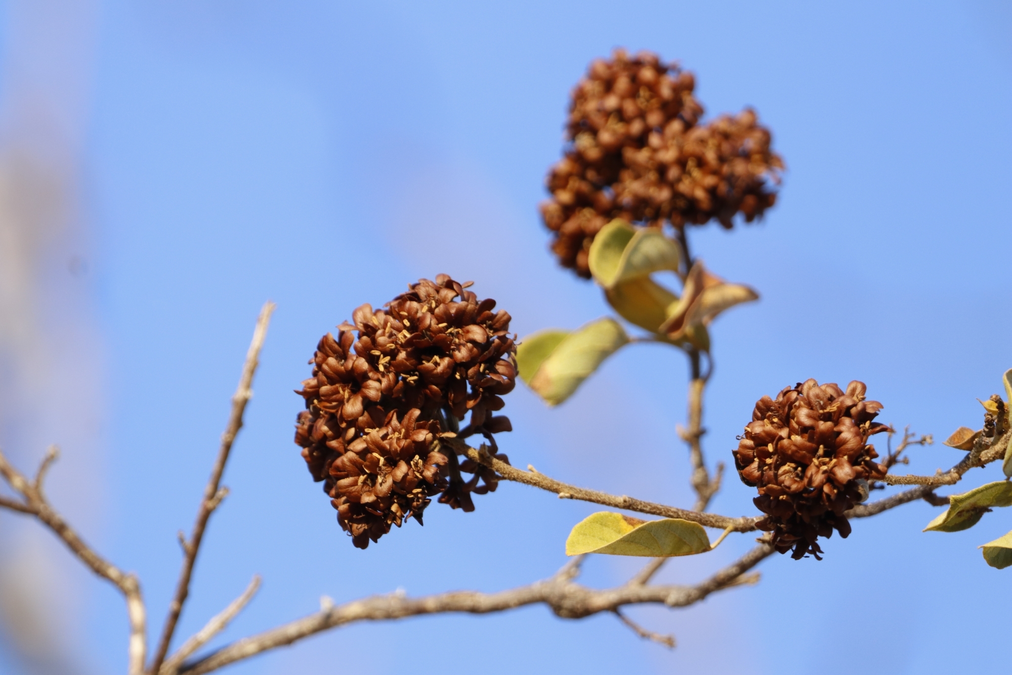 Cordia glabrata