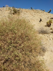 Baccharis brachyphylla