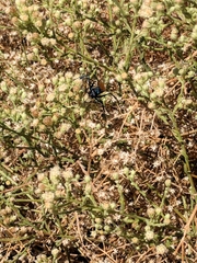 Baccharis brachyphylla