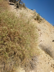Baccharis brachyphylla
