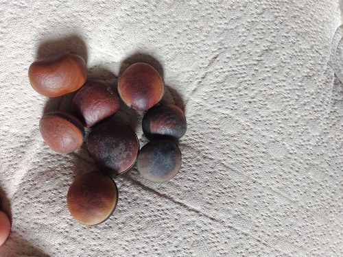 Image of Mucuna urens by (c) Luan Mazzeo, some rights reserved (CC BY)