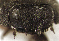 Telsimia subviridis