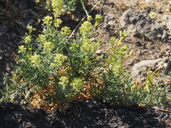 Reseda lancerotae image