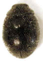 Telsimia subviridis
