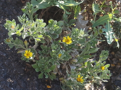 Asteriscus intermedius image