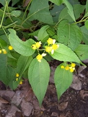 Greenmaniella resinosa