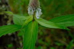 Coleus ciliatus image