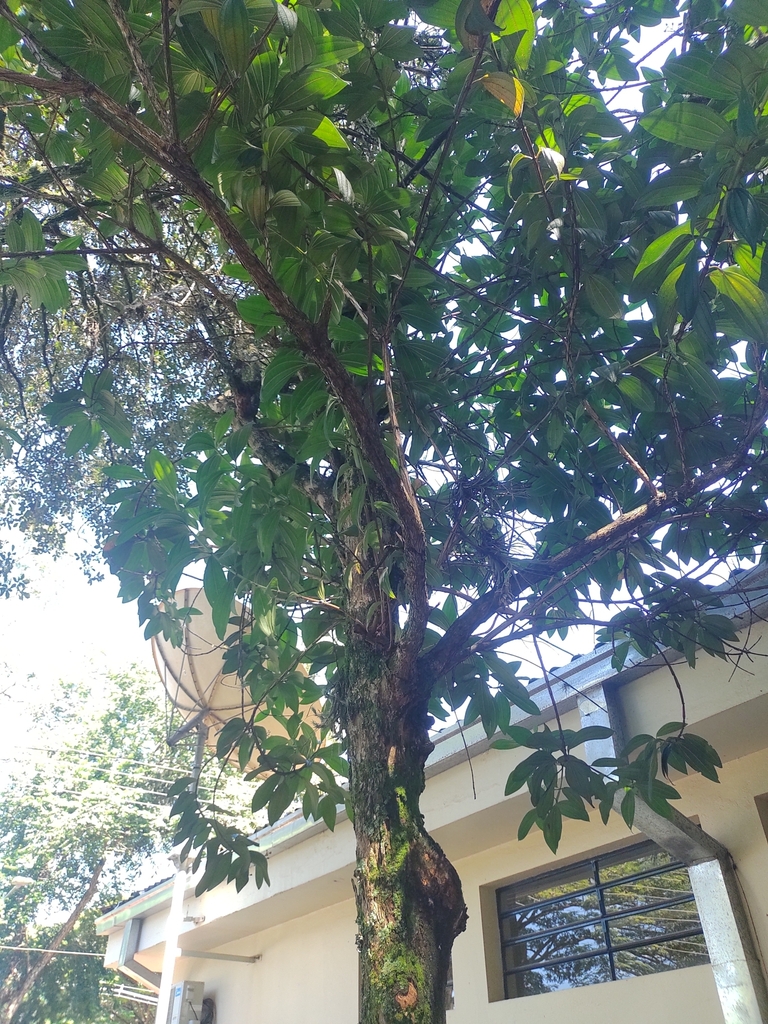 Pleroma granulosum, USP Campus de Ribeirão Preto